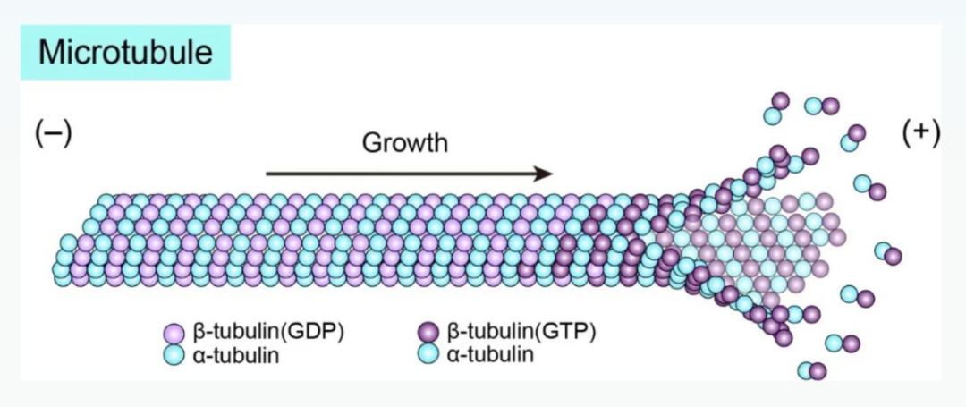 Science重磅：首次捕獲人類細胞“高速公路”構建過程的高分辨率圖像，為微管相關疾病的治療指明新的方向！
