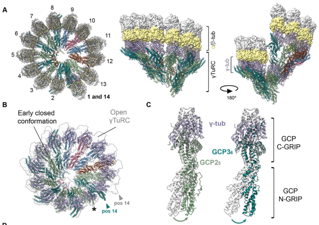 Science重磅：首次捕獲人類細胞“高速公路”構建過程的高分辨率圖像，為微管相關疾病的治療指明新的方向！