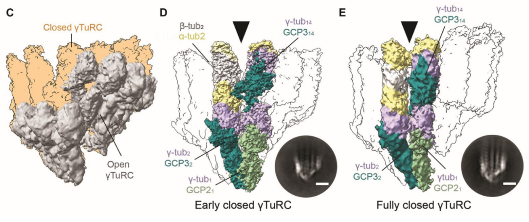 Science重磅：首次捕獲人類細胞“高速公路”構建過程的高分辨率圖像，為微管相關疾病的治療指明新的方向！