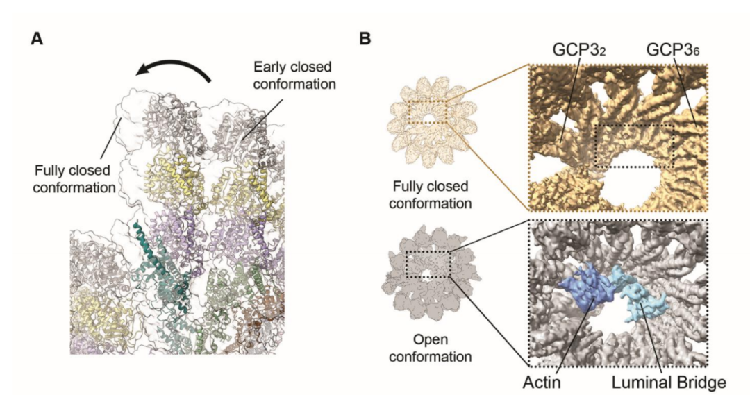 Science重磅：首次捕獲人類細胞“高速公路”構建過程的高分辨率圖像，為微管相關疾病的治療指明新的方向！
